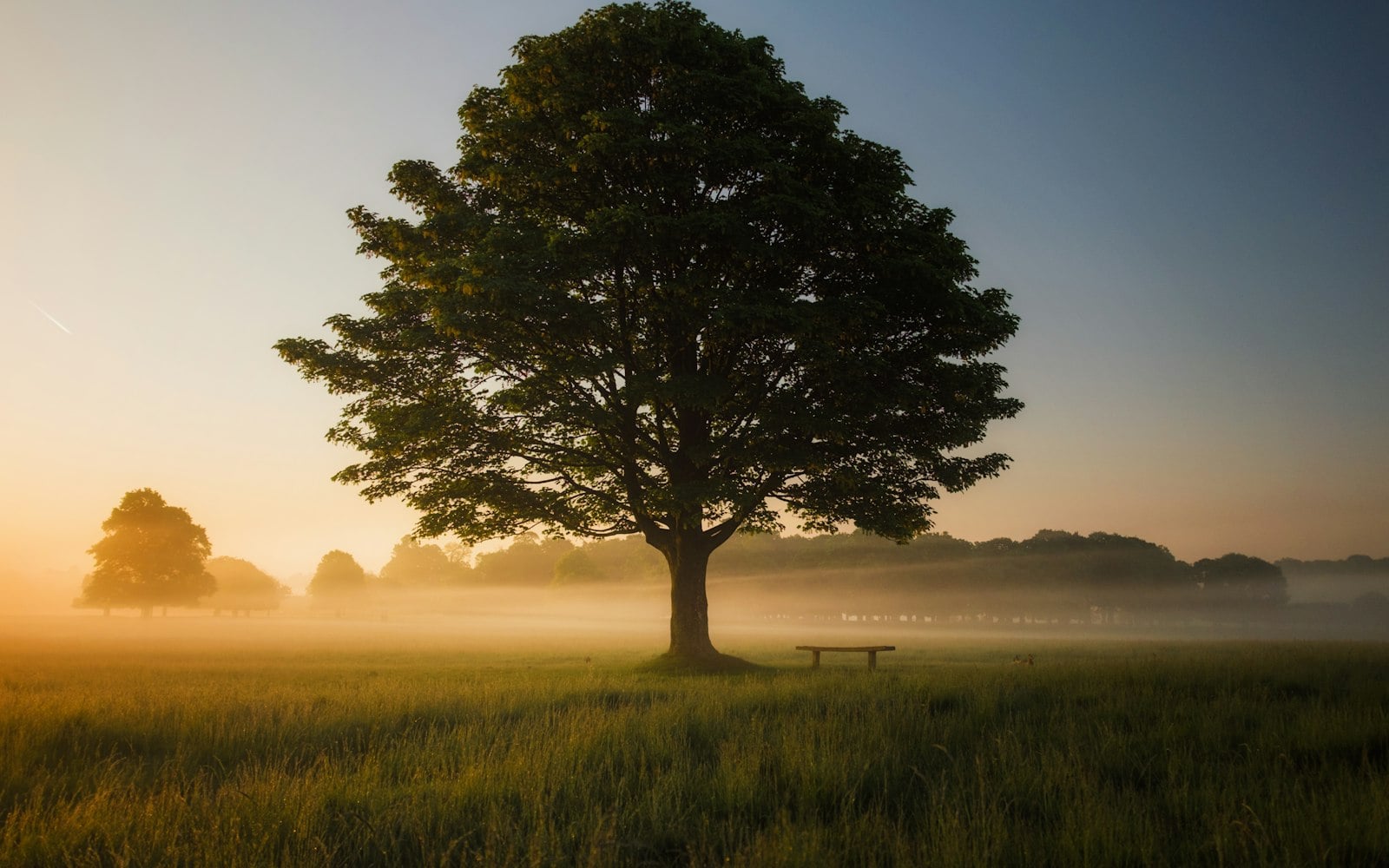 El hombre en el árbol