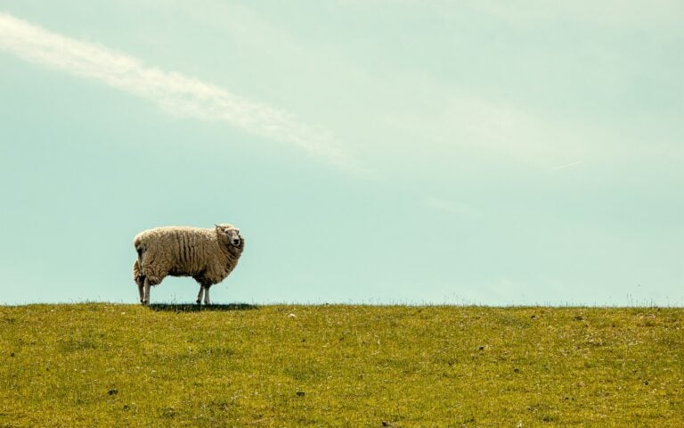 A single sheep standing alone on a grassy hill against the sky